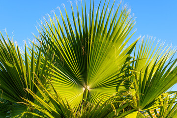 Vibrant Green Palm Fronds Against Bright Blue Sky