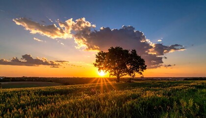 Sunset over a field with a lone tree