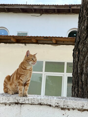 cat on the wall in the street