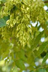 Obraz premium Tree of heaven