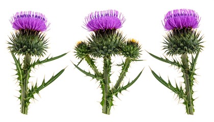 Three purple thistle flowers isolated on white