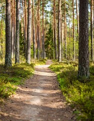 Sunny forest path (1)