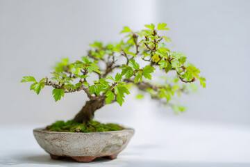 Bonsai tree in a decorative pot showcasing intricate branches and vibrant green leaves on a light background