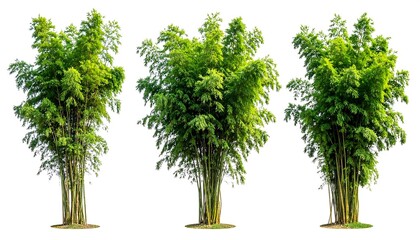 Three vibrant bamboo trees against a white background