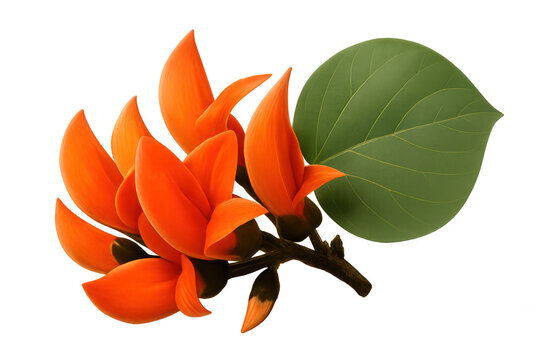 Butea monosperma flowers with green leaf illustration, flame of the forest plant branch design on transparent background