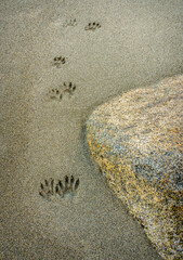 Racoon footprints on a sandy beach