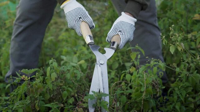 Gardener using metal hand clippers to prune plants in a residential outdoor garden.