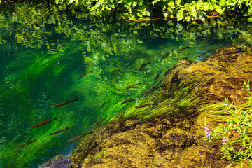 Fototapeta premium Beautiful landscape in the Krka National Park in Croatia. Natural Waterfalls. Natural wonders
