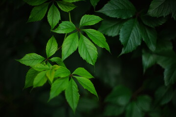 Beautiful wild green grape leaves grow in a summer yard on a branch. Art soft blurred focus.