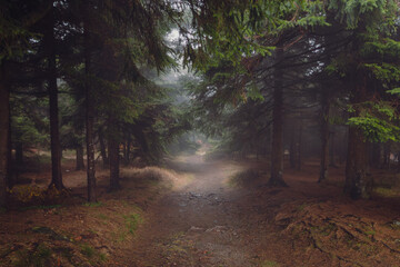forests of the Owl Mountains, Lower Silesia, Poland.	