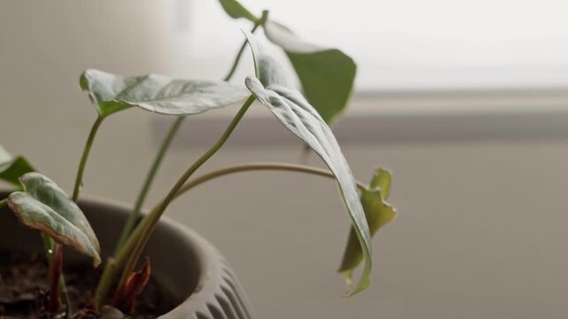 A bright green watering can rests next to a potted houseplant, suggesting simple indoor plant care and everyday home gardening.
