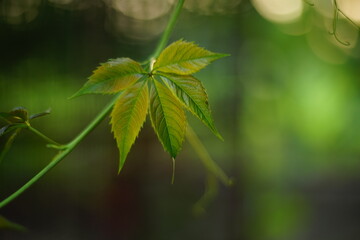 Beautiful wild green grape leaves grow in a summer day. Art card