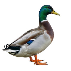 Obraz premium Male Mallard Duck in Profile with Vibrant Green Head and Orange Feet on White Background for Wildlife Photography