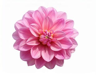 Fototapeta premium pink dahlia isolated on white background