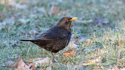 blackbird in the grass