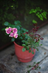 pink roses flowers in a pot