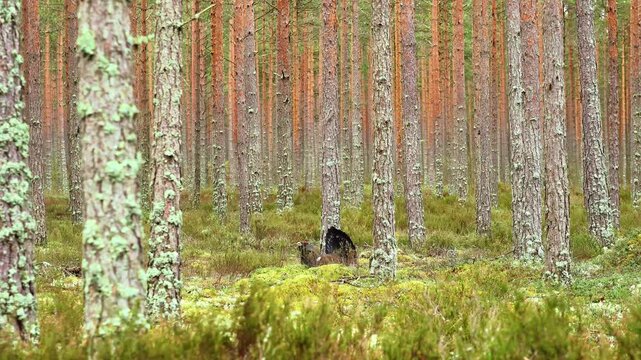 Male Bird Showcases Vibrant Displays In Forest Environment, Nature Documentary Footage Capturing Male Bird Performing Elaborate Courtship Routines