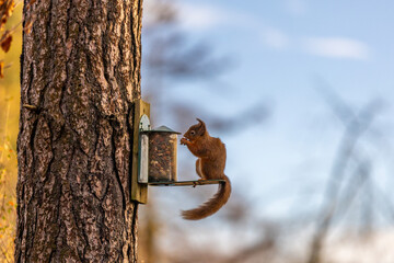 squirrel on a tree