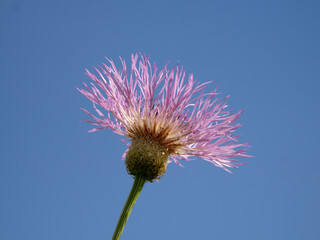 American Basketflower Photographed from Below with Cloudless Blue Sky in the Background