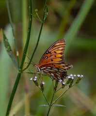 Gulf Fritillary Butterfly Perched on a Texas Native Plant with Tiny Lavender Flowers