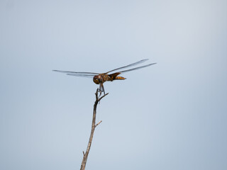 Red-Tailed Pennant Damselfly Perched on a Twig against a Pale Blue Sky