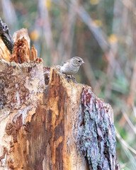 sparrow on a branch
