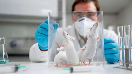Scientist conducting medical research with white laboratory mice in a sterile lab environment.

