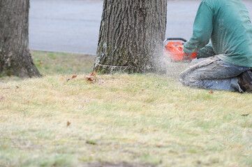 manual worker sawing the tree trunk for tree removal