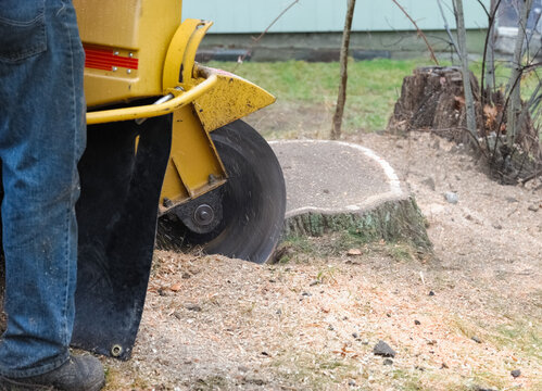 stump grinding the tree trunk in back yard