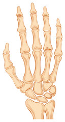 Fototapeta premium Human hand skeletal structure illustration anatomical diagram