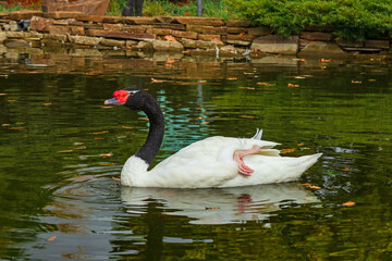 The black-necked swan (Cygnus melancoryphus) swims through the water. Waterfowl in a pond
