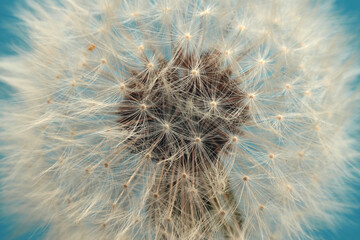 Macro close up White dandelions with seeds on light blue background.