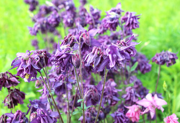 Fototapeta premium Aquilegia vulgaris blooms in nature