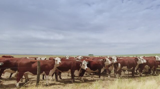 Herd of hereford cattle grazing in the pampas of argentina. 4K