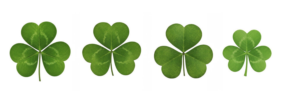 Set of green three leaf clover plant isolated on transparent background, Green Leaf PNG