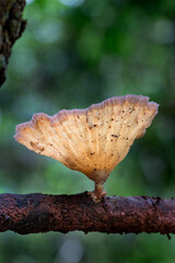Brazilian Mushroom
This plant is very comon in brazilian savannah.