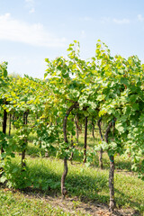 Green young grapevine plants growing in rows on an Italian vineyard with bunches white wine grapes maturing in the sun