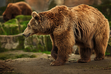 Brown Bear Walking in Its Natural Rocky Habitat
