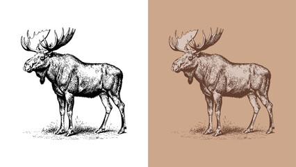 Vintage Moose Etching/Engraving Illustration