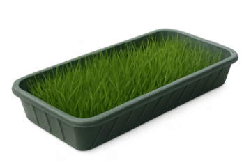 Green grass growing in plastic tray, fresh seedling sprouts for gardening and plant growth, transparent background