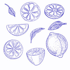 Sketch of lemon elements, half, slice of lemon isolated, vector blue line art