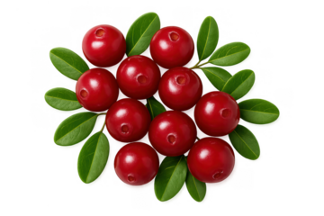 Fresh group of red lingonberries with green leaves on transparent background, rich in vitamins and antioxidants