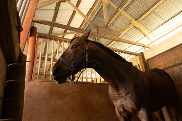 Close-up portrait of a brown horse wearing a leather bridle in a stable