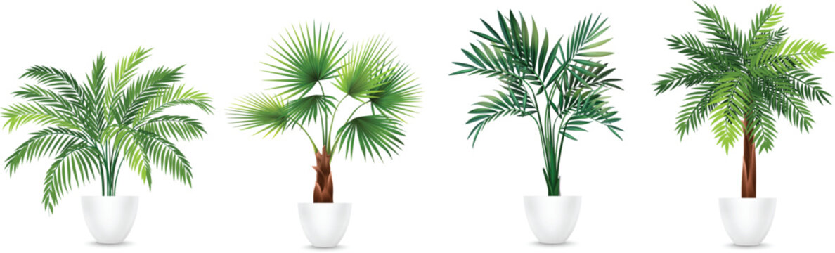 Collection of Potted Palm Plants