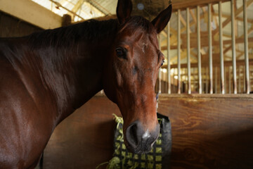 Close-up side profile of a beautiful brown horse wearing a blue halter in a barn © Deron