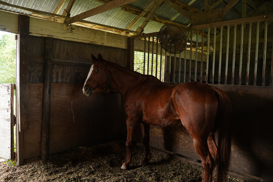 Close-up side profile of a dark bay horse with a sleek coat and alert expression in a rustic stable setting