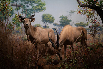 Detailed museum diorama featuring two taxidermy kudu antelopes in a natural African savanna habitat