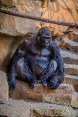 a black gorilla sitting and watching