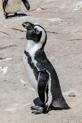 a proud pinguin looking at visitors
