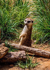 a curious meerkat in the zoo